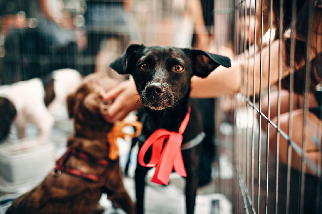 Give-Paws-a-Chance-Join-the-Crusade-for-Strays AnniePaw Wear