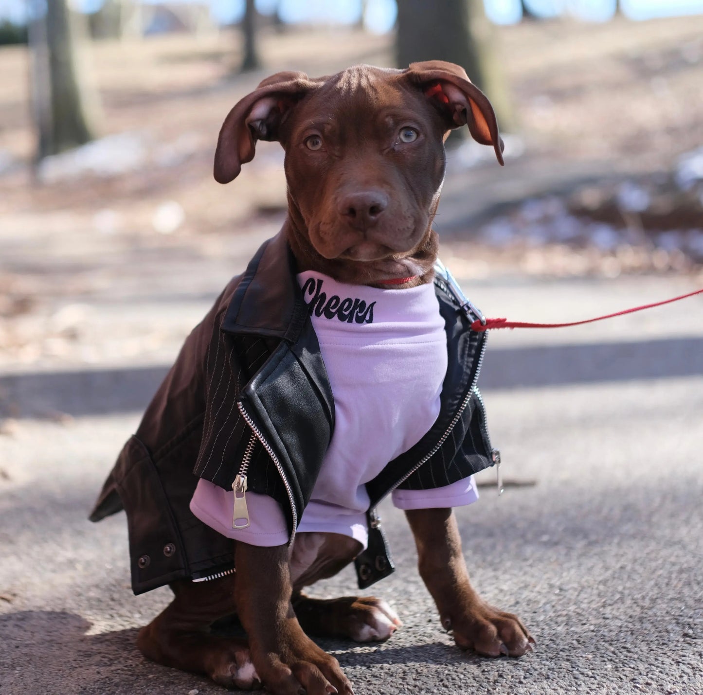 Anniepaw Zip-Leg Leather Handmade Jackets for Dogs Cats AnniePaw Wear