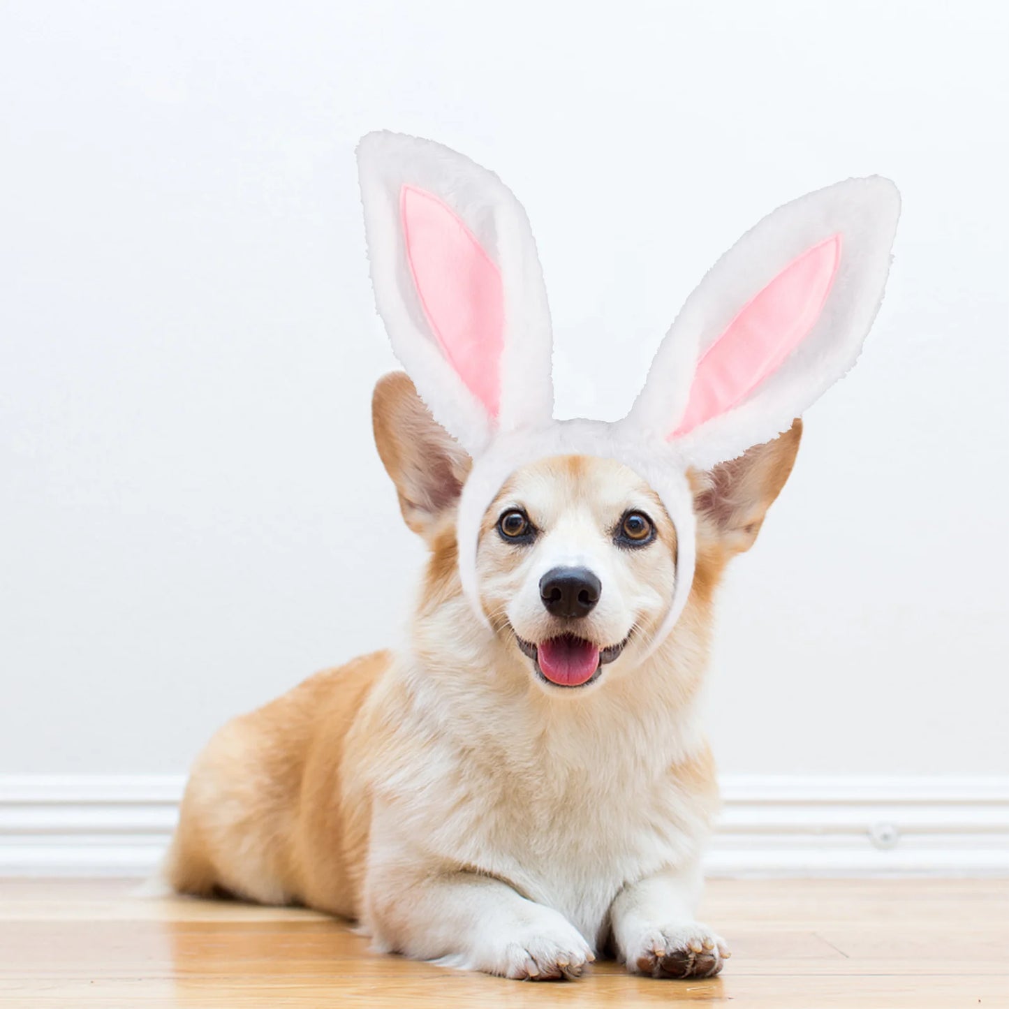Easter Dog Collar with Bowtie Bunny Carrots Adjustable Cute Pink Anniepaw AnniePaw Wear