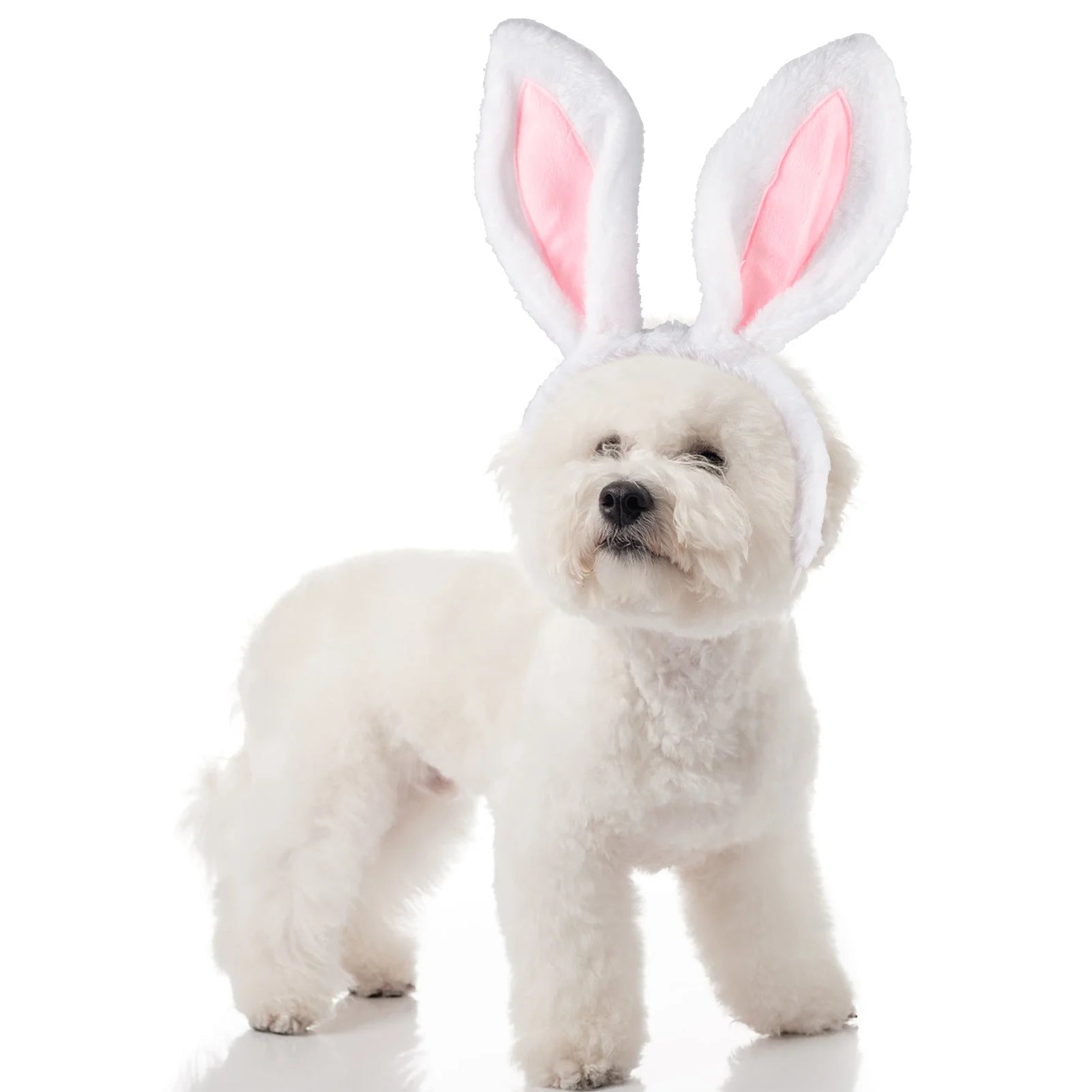 Easter Dog Collar with Bowtie Bunny Carrots Adjustable Cute Pink Anniepaw AnniePaw Wear