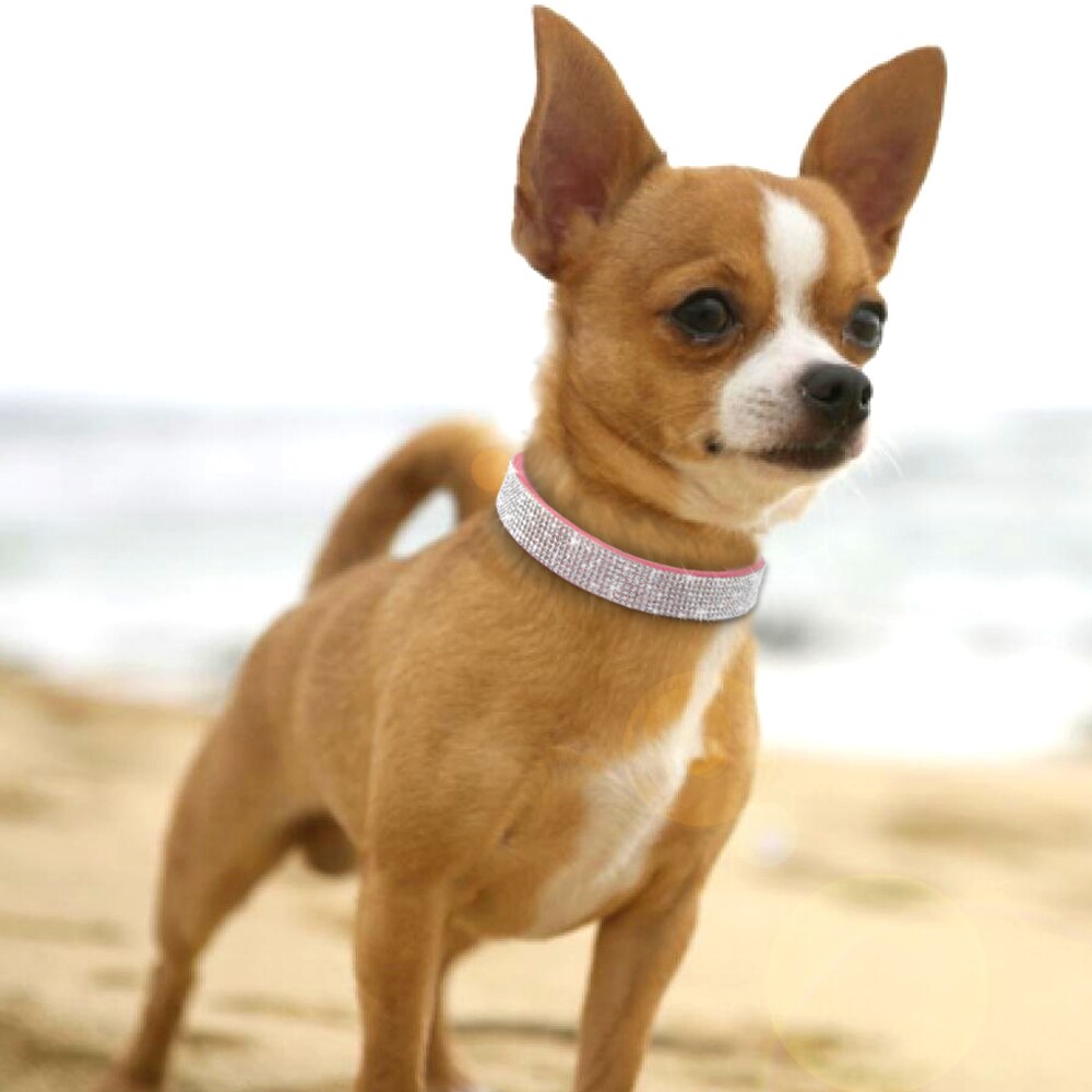 Anniepaw Bling Rhinestone Dog Cat Collars Leather Pet Puppy Kitten Collar Walk Leash Lead For Small Medium Dogs Cats Chihuahua Pug Yorkie AnniePaw Wear