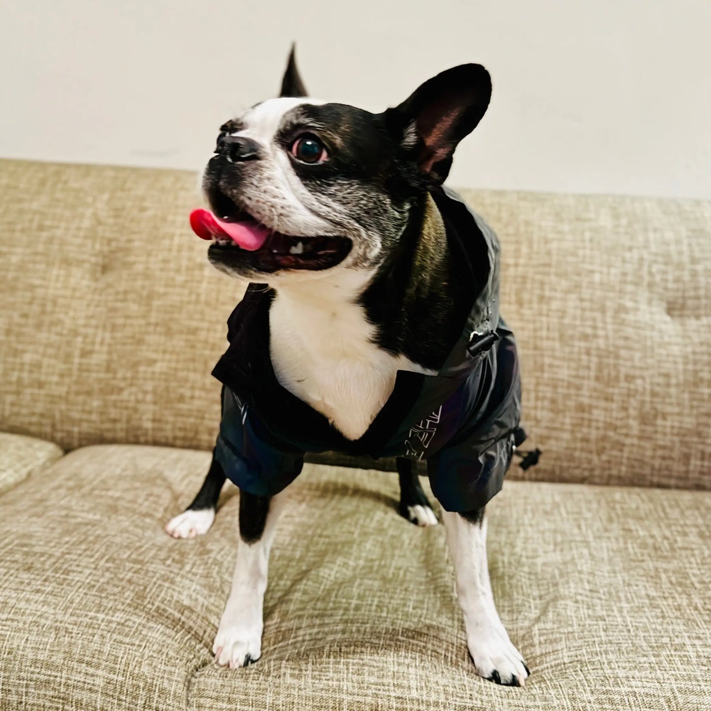 Anniepaw Fashion Flashing Dog Hoodie: Reflective Jacket Clothing for Small to Large Pets AnniePaw Wear