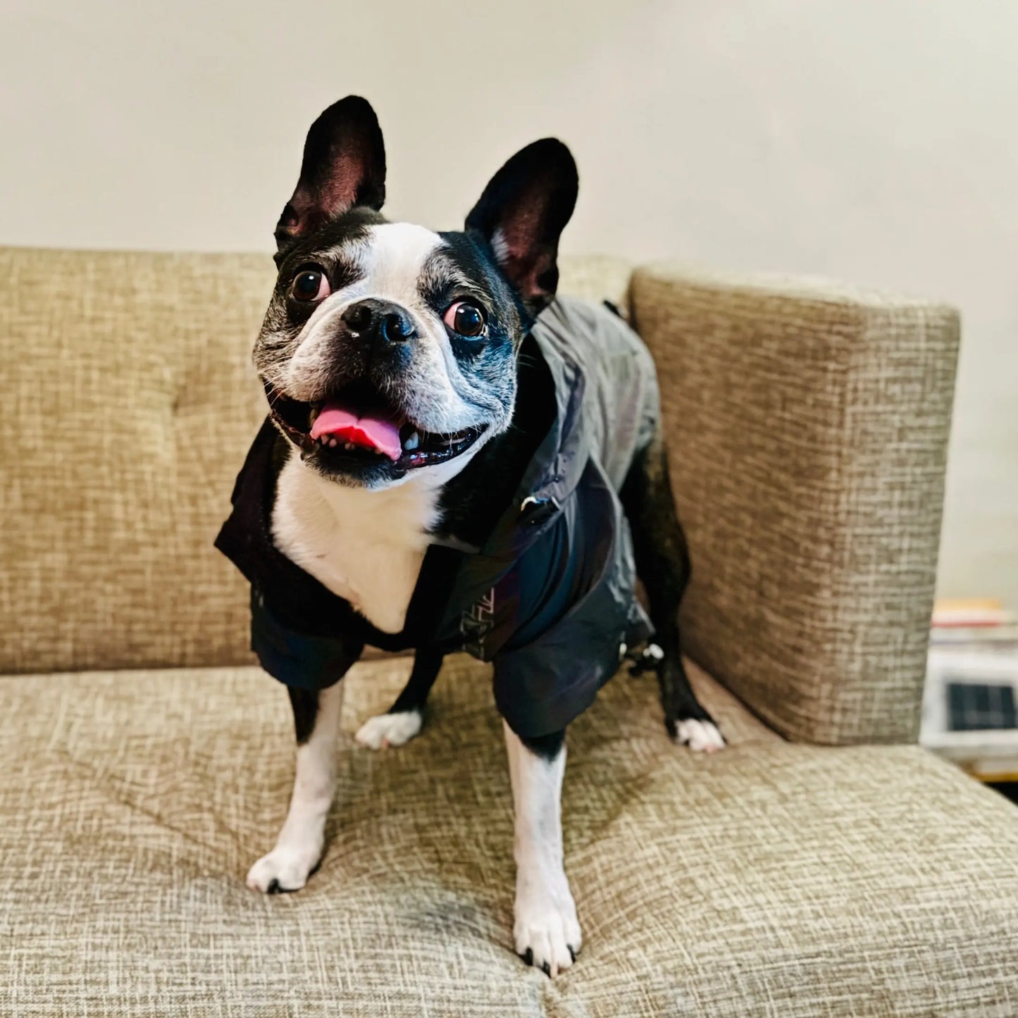 Anniepaw Fashion Flashing Dog Hoodie: Reflective Jacket Clothing for Small to Large Pets AnniePaw Wear
