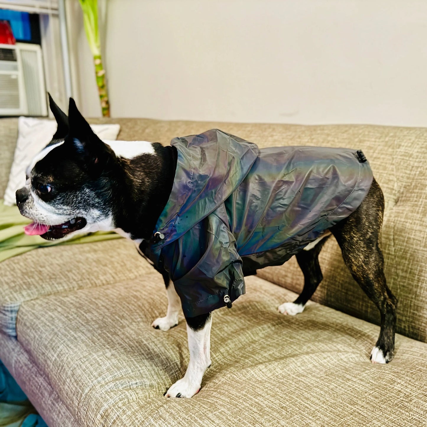 Anniepaw Fashion Flashing Dog Hoodie: Reflective Jacket Clothing for Small to Large Pets AnniePaw Wear
