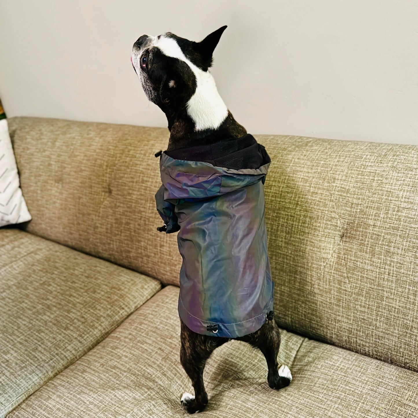 Anniepaw Fashion Flashing Dog Hoodie: Reflective Jacket Clothing for Small to Large Pets AnniePaw Wear