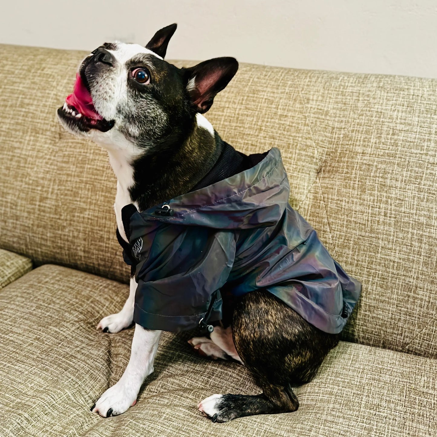 Anniepaw Fashion Flashing Dog Hoodie: Reflective Jacket Clothing for Small to Large Pets AnniePaw Wear