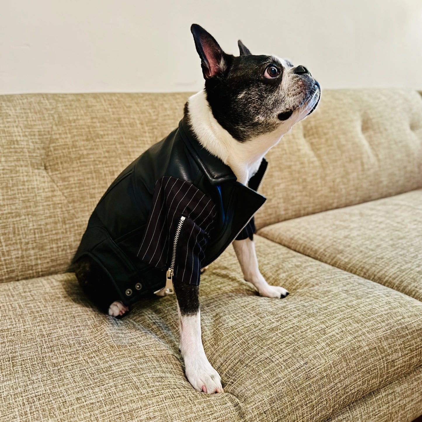 Anniepaw Zip-Leg Leather Handmade Jackets for Dogs Cats AnniePaw Wear