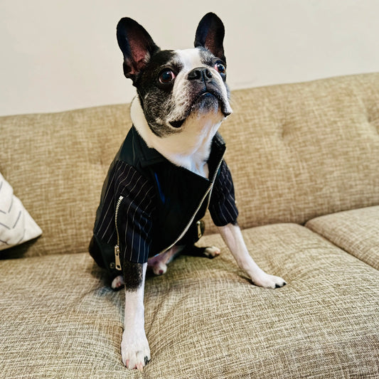 Anniepaw Zip-Leg Leather Handmade Jackets for Dogs Cats AnniePaw Wear