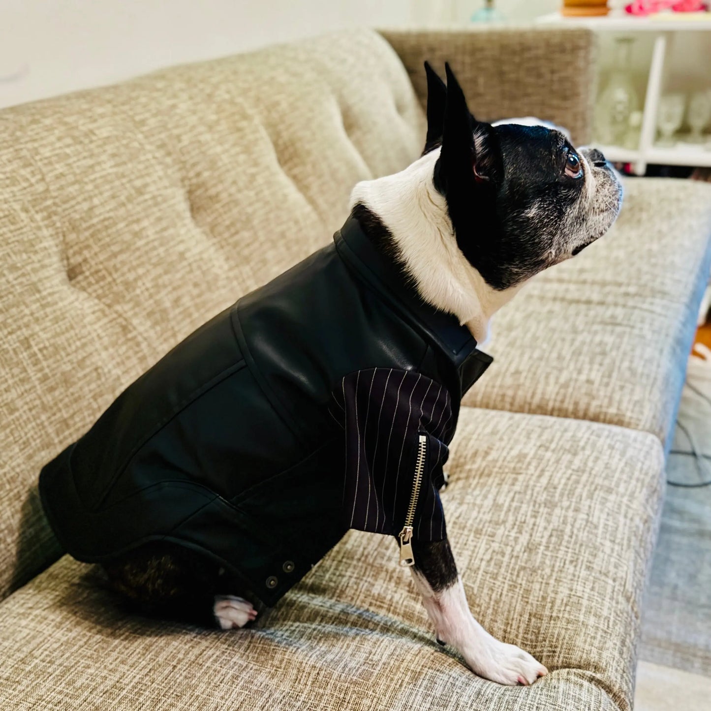 Anniepaw Zip-Leg Leather Handmade Jackets for Dogs Cats AnniePaw Wear