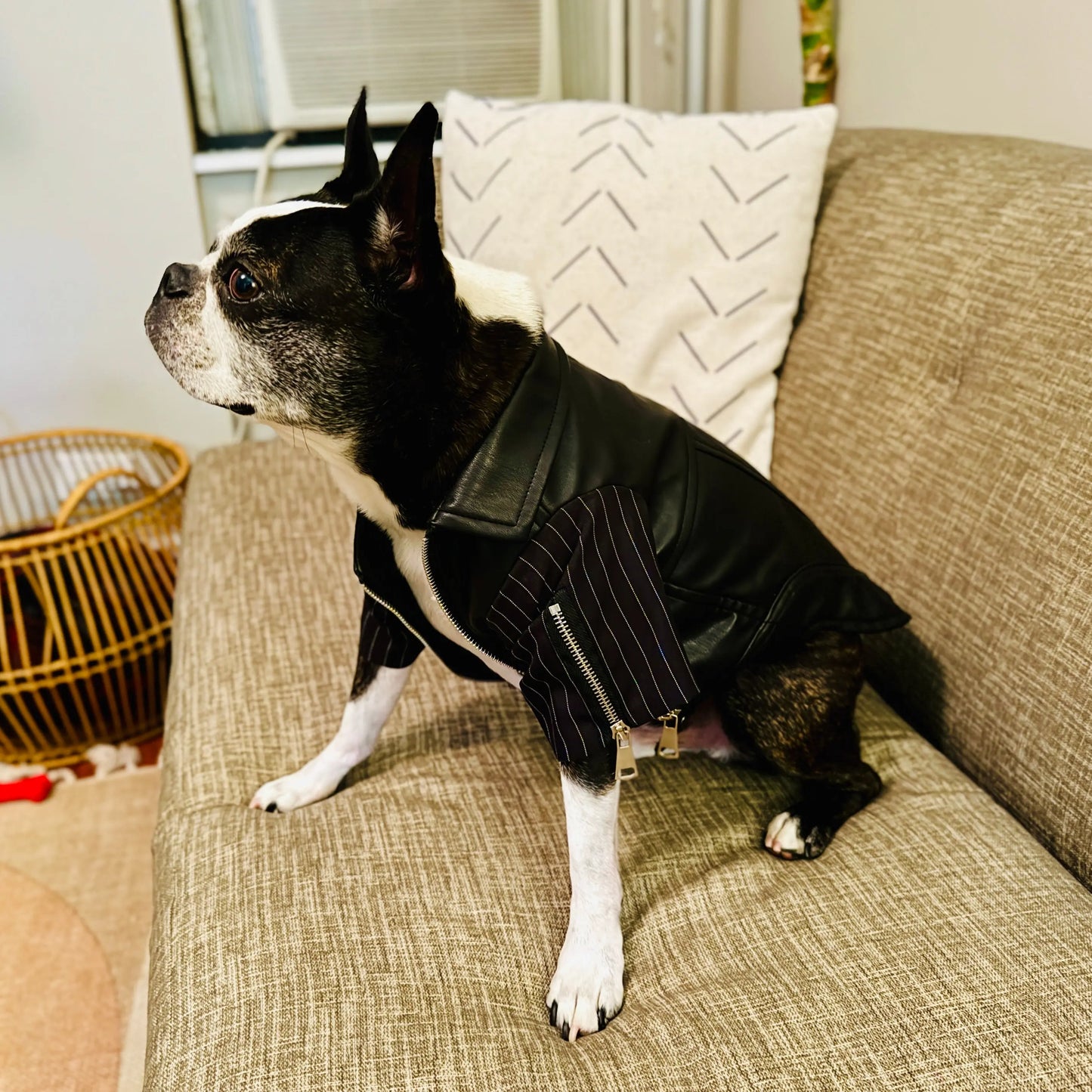 Anniepaw Zip-Leg Leather Handmade Jackets for Dogs Cats AnniePaw Wear