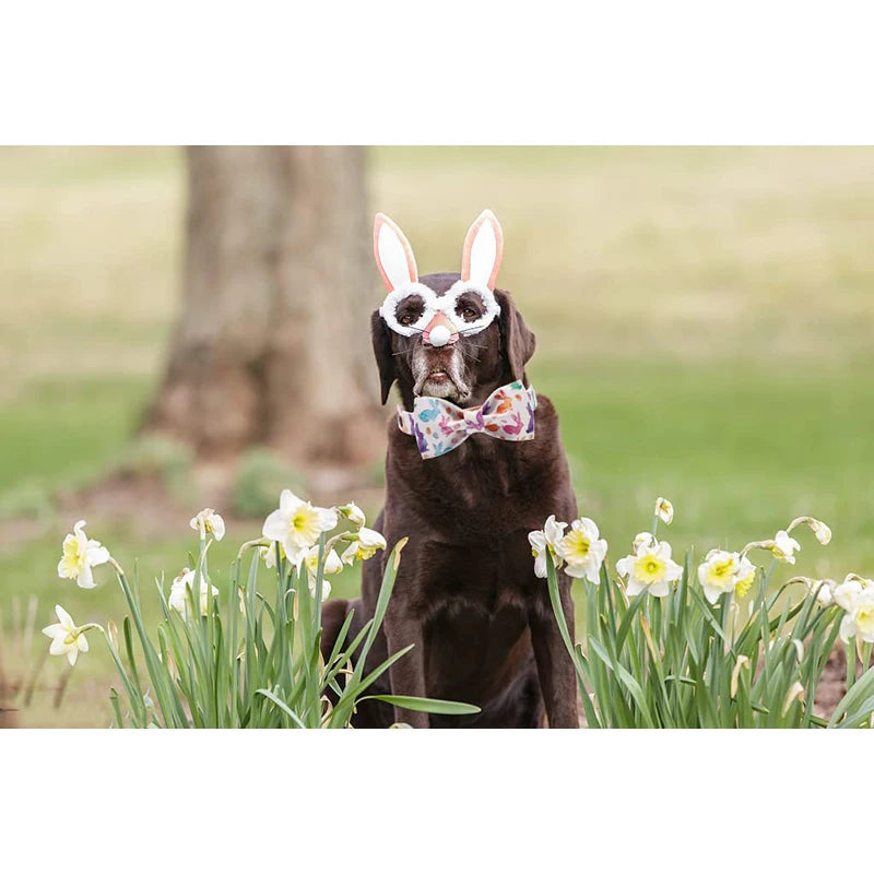 Easter Dog Collar with Bowtie Rabbit Style for All Sizes Anniepaw AnniePaw Wear