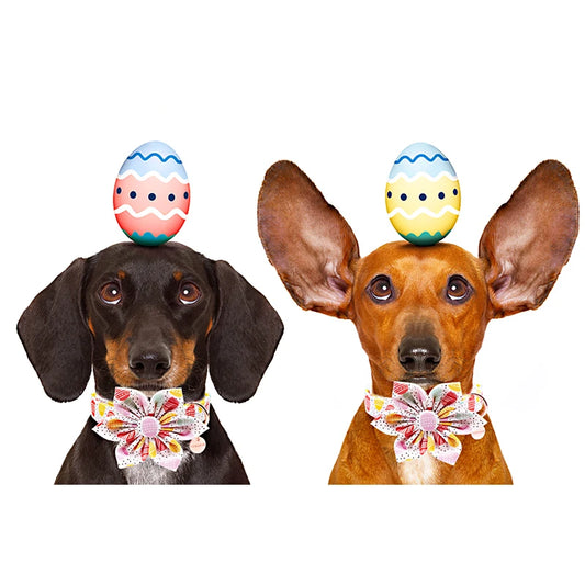 Anniepaw Personalized Easter Dog Collar with Flower Easter Egg Style for All Sizes AnniePaw Wear