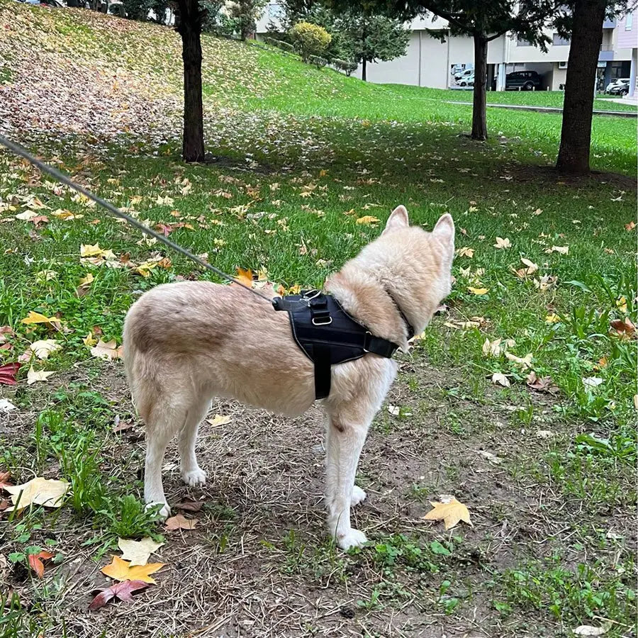 Anniepaw Explosion-proof Dog Leash Vest Style Chest Strap Walking Rope Pet Supplies Accessories AnniePaw Wear