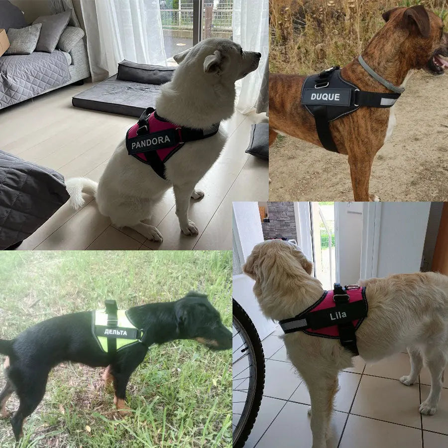 Anniepaw Explosion-proof Dog Leash Vest Style Chest Strap Walking Rope Pet Supplies Accessories AnniePaw Wear