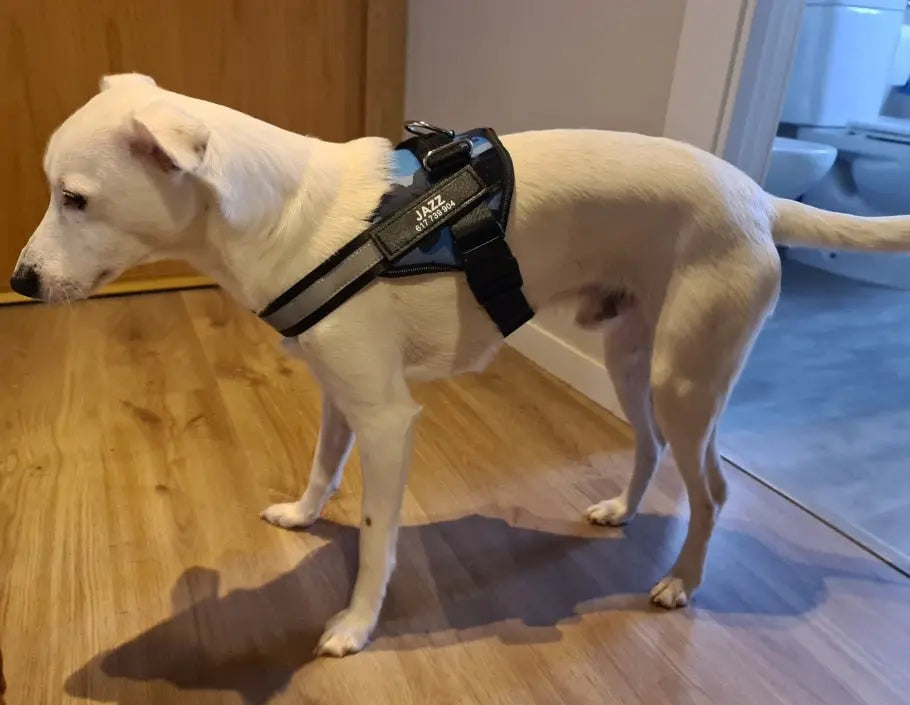 Anniepaw Explosion-proof Dog Leash Vest Style Chest Strap Walking Rope Pet Supplies Accessories AnniePaw Wear