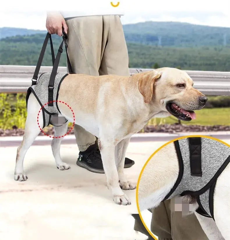Annie Care Dog Leg Support Harness: Gentle Assistance for Elderly Disabled Dogs - Annie Paw WearNursing & ReliefAnniePaw Wear