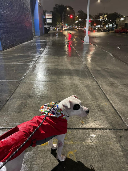 Aurora Paws NatureShield Chic Dog Waterproof Raincoat - Annie Paw WearRaincoatAnniePaw Wear