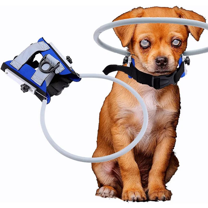 Blind dog deals harness
