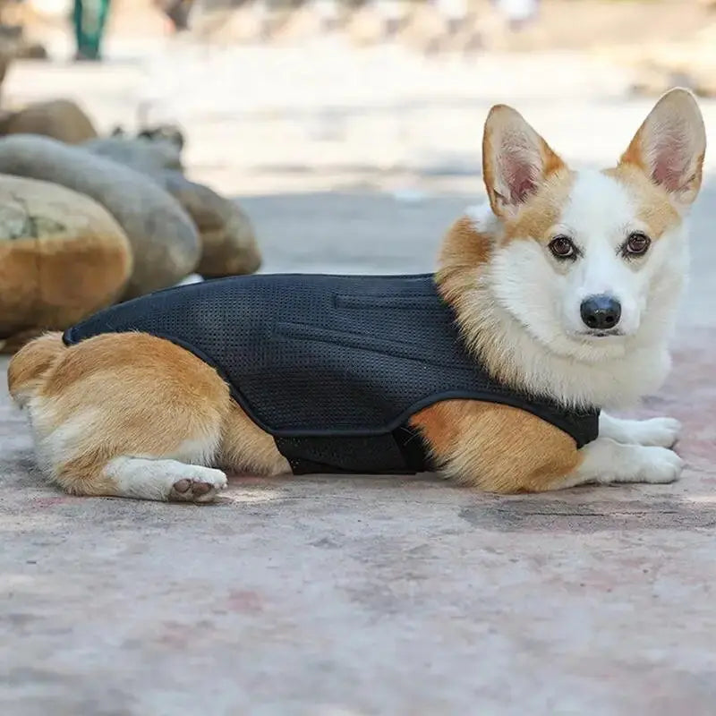 CareTech Back Support Brace Comfort Vest for Dogs of All Sizes - Annie Paw WearNursing & ReliefAnniePaw Wear