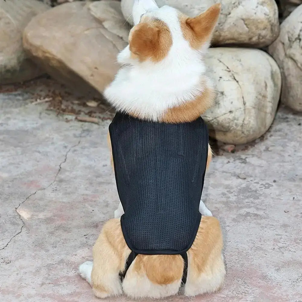 CareTech Back Support Brace Comfort Vest for Dogs of All Sizes - Annie Paw WearNursing & ReliefAnniePaw Wear