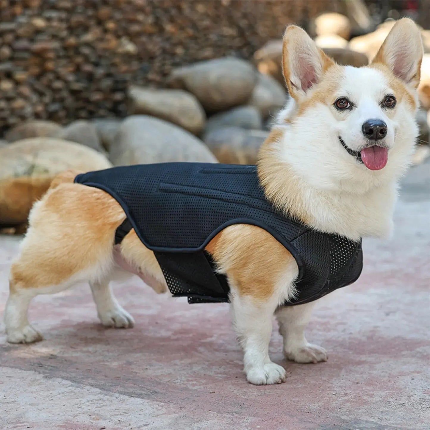 CareTech Back Support Brace Comfort Vest for Dogs of All Sizes - Annie Paw WearNursing & ReliefAnniePaw Wear