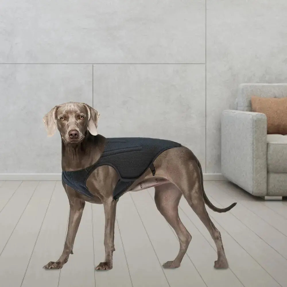 CareTech Back Support Brace Comfort Vest for Dogs of All Sizes - Annie Paw WearNursing & ReliefAnniePaw Wear