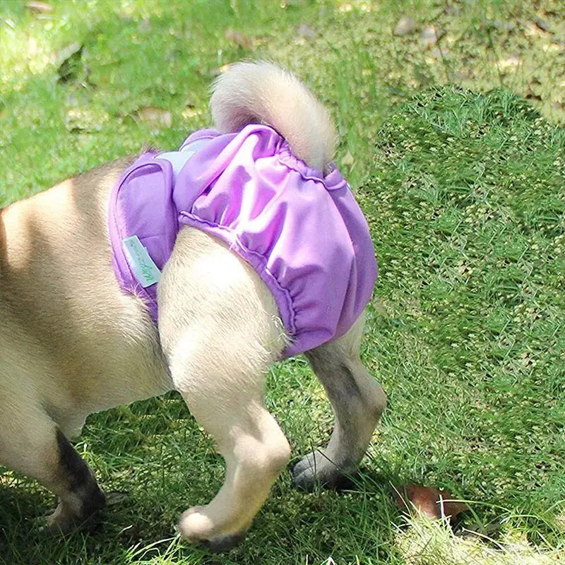 CareTech Pet Physiological Underwear: Sanitary and Washable Dog Panties - Annie Paw WearNursing & ReliefAnniePaw Wear