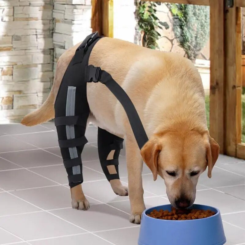 HealPro Comfort Care Leg Brace for Dogs: Joint Support & Mobility Aid - Annie Paw WearNursing & ReliefAnniePaw Wear
