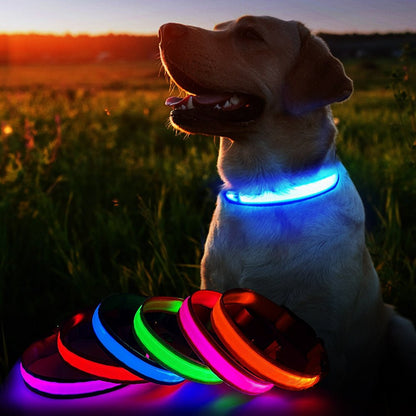 LED Luminous Waterproof Safety Night light Glow Necklace Dog Collar - Annie Paw WearCollar & LeashAnniePaw Wear