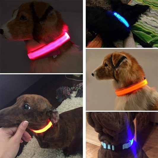 LED Rechargeable Adjustable Night Light Waterproof Glowing Dog Collars - Annie Paw Wear用品AnniePaw Wear