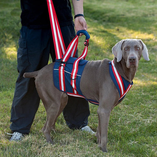 Lifting Harness For Dogs Rear Lifting Sling With Shoulder Strap For Back Legs Hip Support - Annie Paw WearNursing & ReliefAnnie Paw Wear