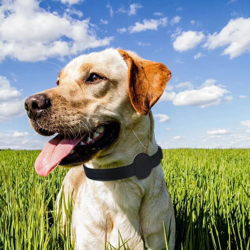 New Pet Cat Collar Safety Anti-Lost Removable Pet Positioning Tracking Collar AirTag Dog Collar Outdoors Walking Pet Supplies - Annie Paw WearCollar & LeashAnniePaw Wear