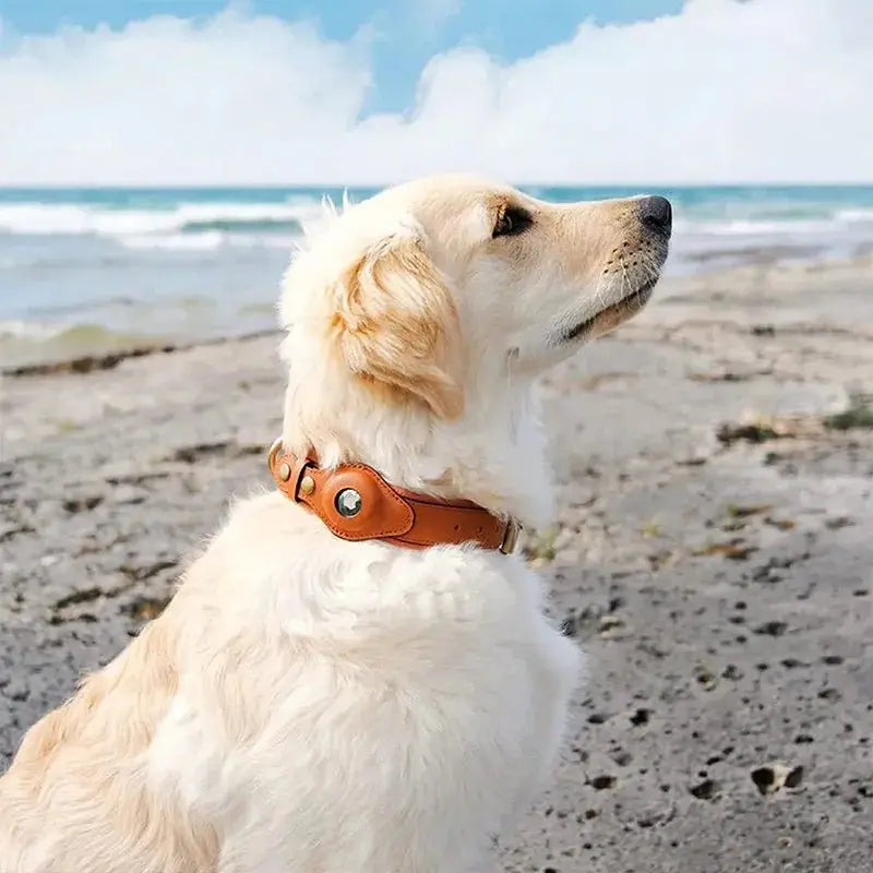 New Removable Locating Pet Collar AirTag Collar Anti-Lost Dog Tracker Protective Case Dog Collar Outdoors Walking Pet Supplies - Annie Paw WearCollar & LeashAnniePaw Wear