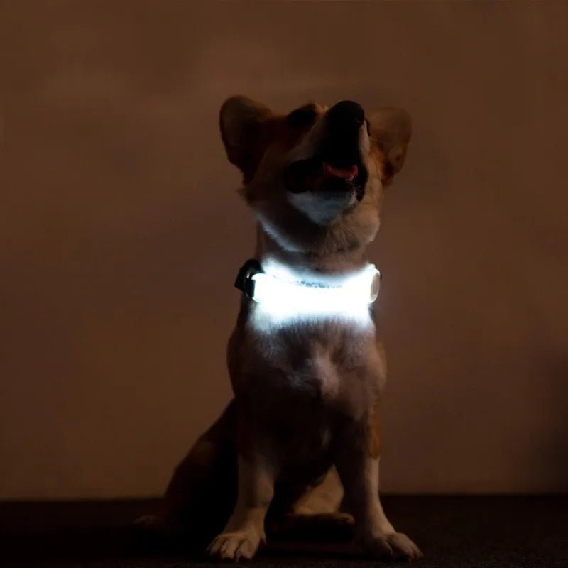 Anniepaw  Multi-function Traction Rope Luminous Collar Strap Button Batteries LED Dog Collar For Anti-Lost/Avoid Car Accident AnniePaw Wear