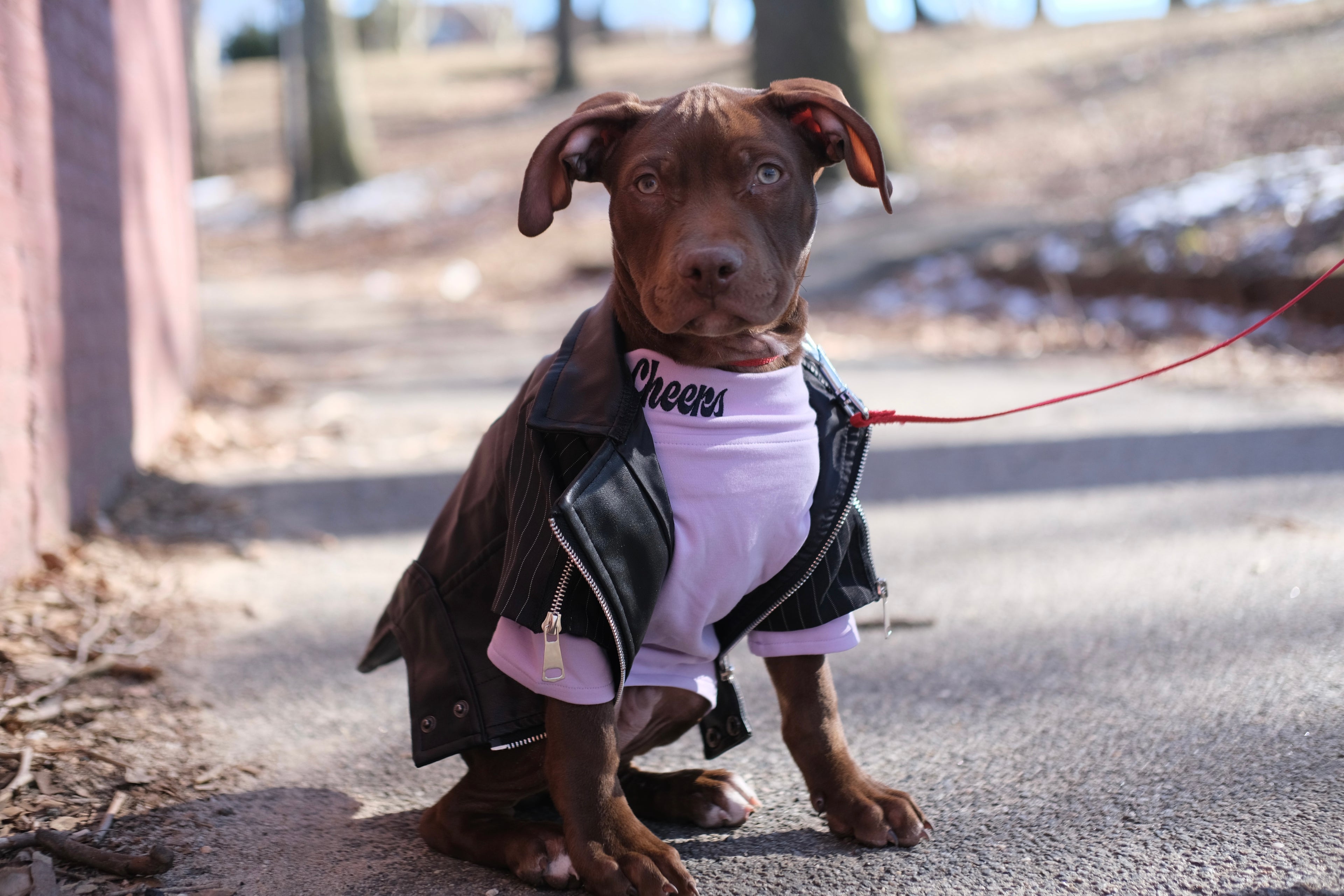 AnniePaw Med Wear Premium Dog Fashion, Rehab Care Essent