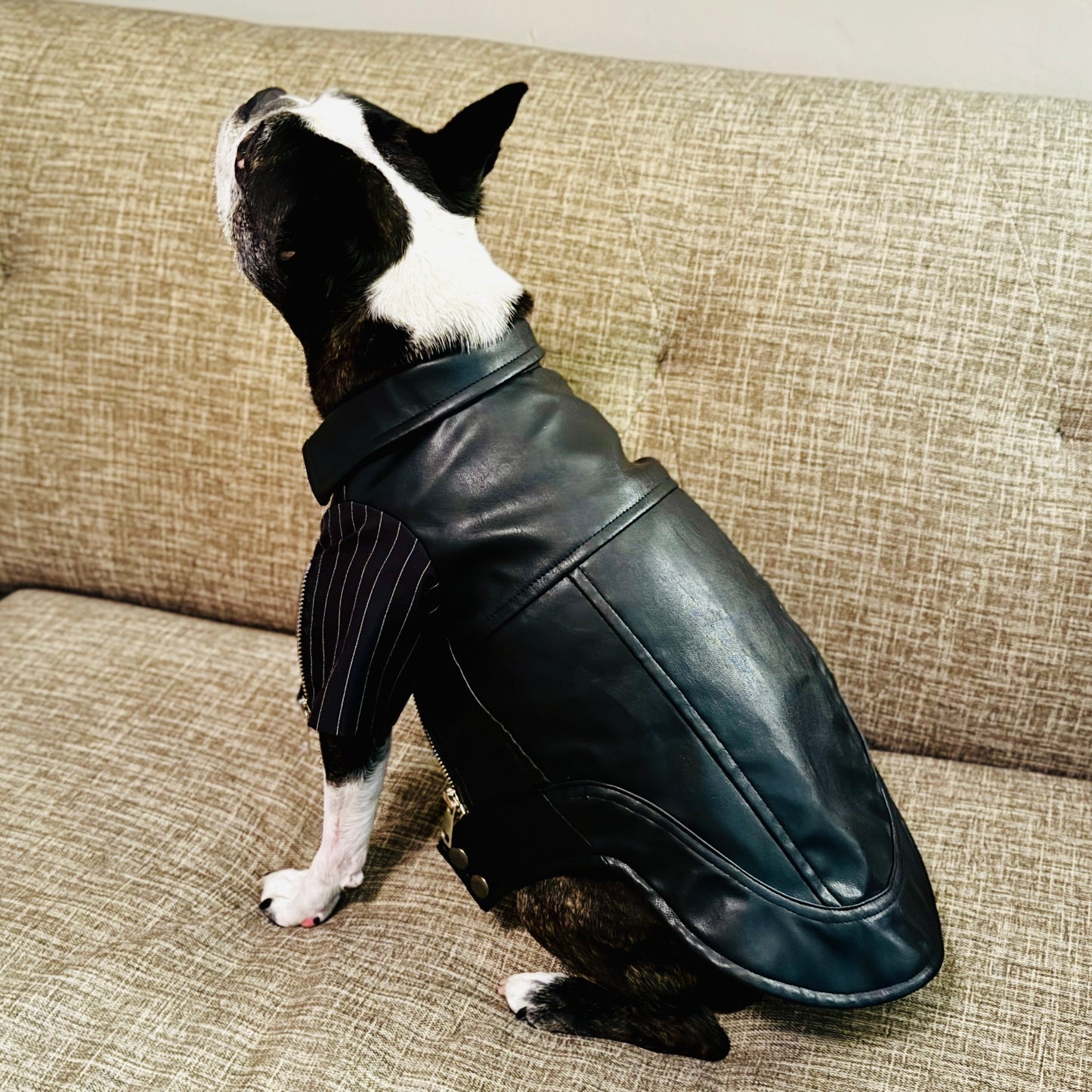 Anniepaw Zip-Leg Leather Handmade Jackets for Dogs Cats