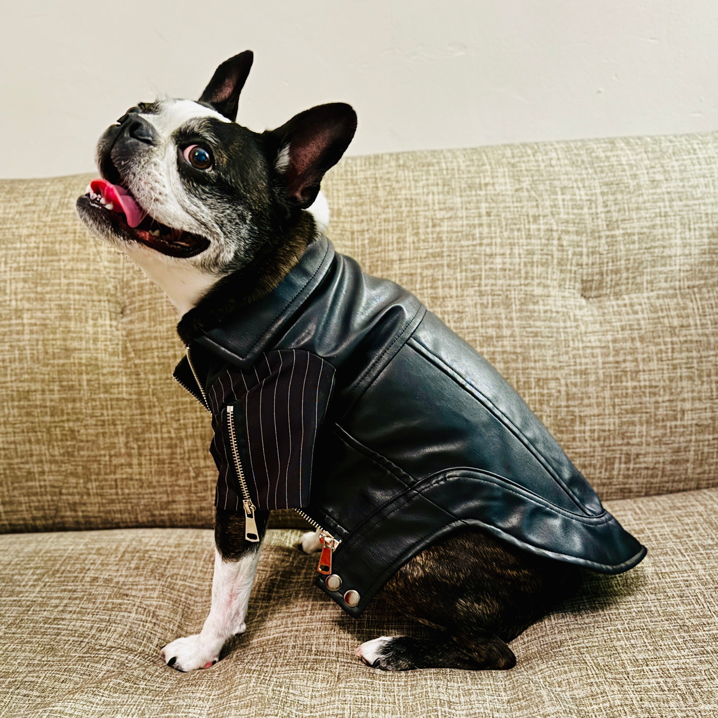 Leather dog outlet coat