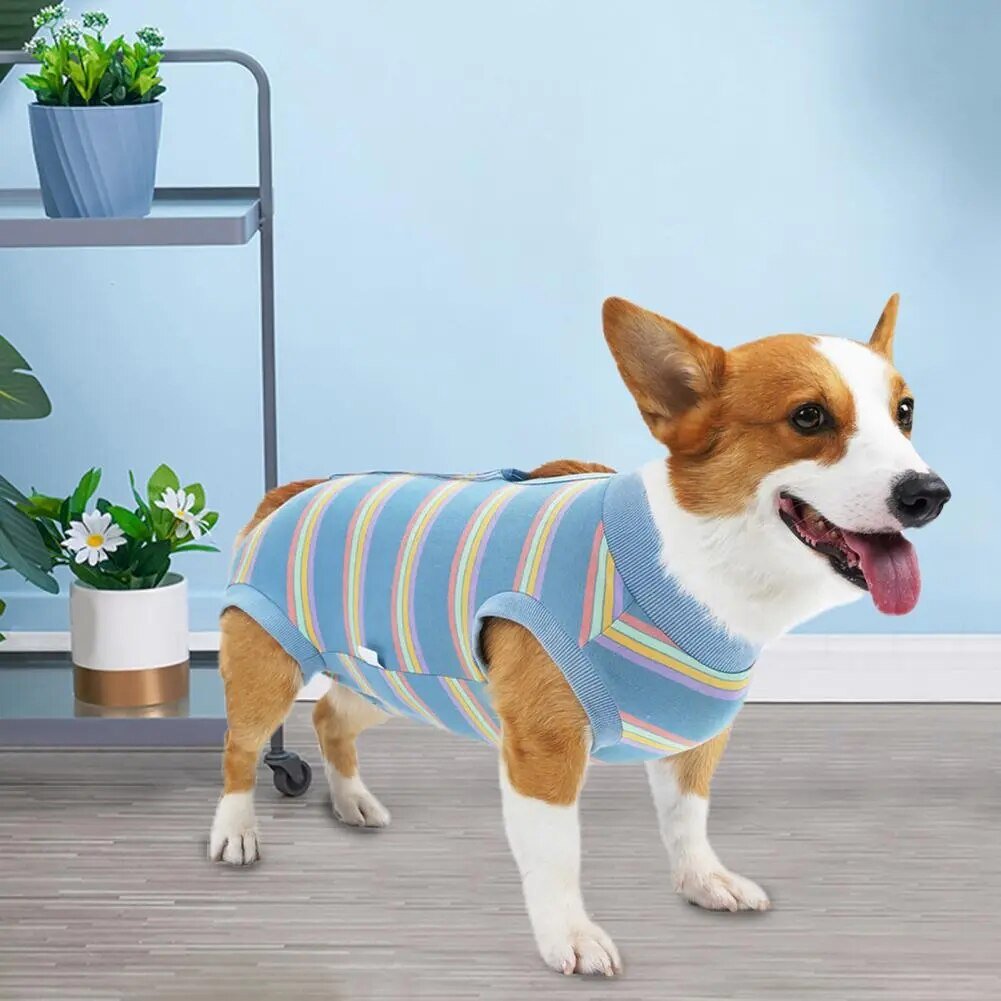 CareTech Dog Healing Recovery Suit: Comfortable Sterilization - Annie Paw WearNursing & ReliefAnniePaw Wear