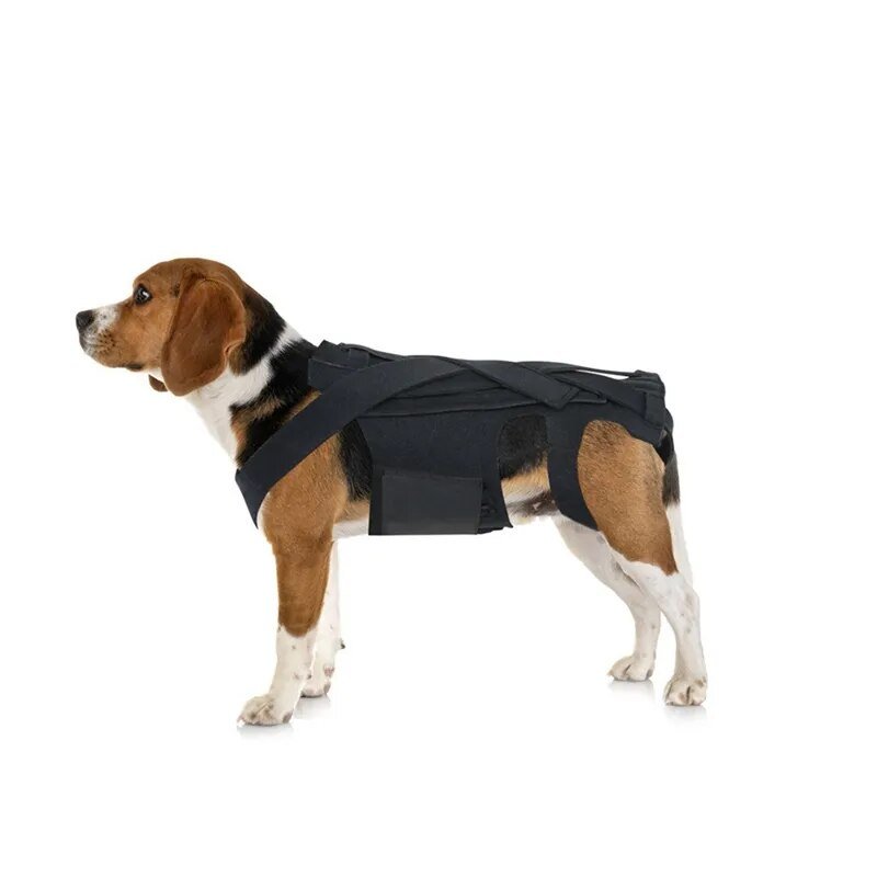 HealPro Dogs Comfort-Back Brace: Quality IVDD Support - Annie Paw WearNursing & ReliefAnniePaw Wear