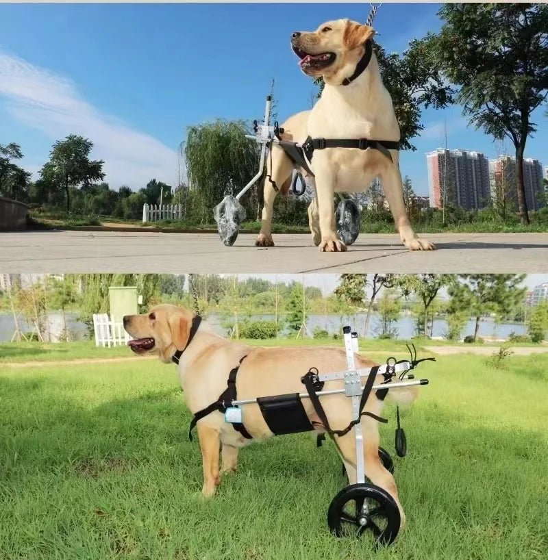 Medium Large Dogs Wheelchair : Hind Limb Lumbar Paralysis Rehabilitation Training Scooter Mobility Assistance - Annie Paw WearNursing & ReliefAnnie Paw Wear