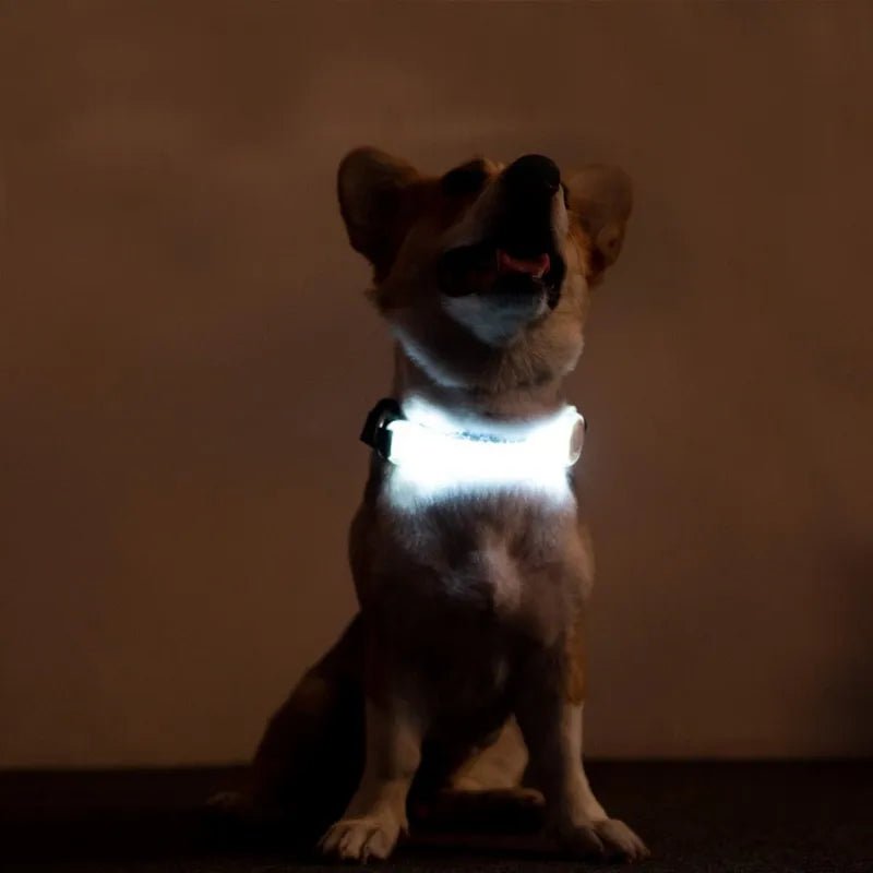 Anniepaw  Multi-function Traction Rope Luminous Collar Strap Button Batteries LED Dog Collar For Anti-Lost/Avoid Car Accident